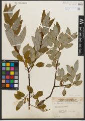 Foto von Salix pyrifolia Andersson